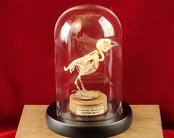 Glass Dome with Bird Skeleton on Pedestal, a vintage-style display of a curious little avian skeleton--perfect for your oddities shelf.