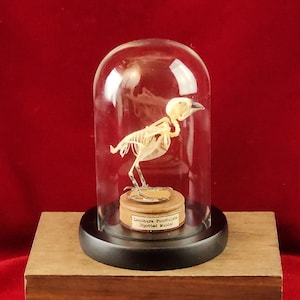 May include: A bird skeleton encased in a glass dome, displayed on a wooden base. The skeleton is beige, with visible bones and a detailed structure. The dome sits on a black circular base, and the wooden base is rectangular. A label is visible.