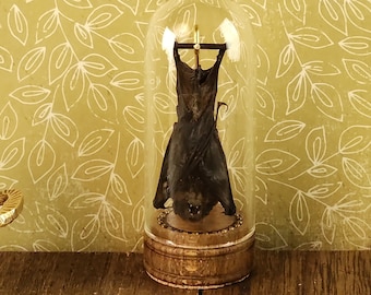 Real Miniature Bat in a Victorian-style Narrow Glass Dome with Distinctive Wood Base, an intriguing oddity for your shelf.