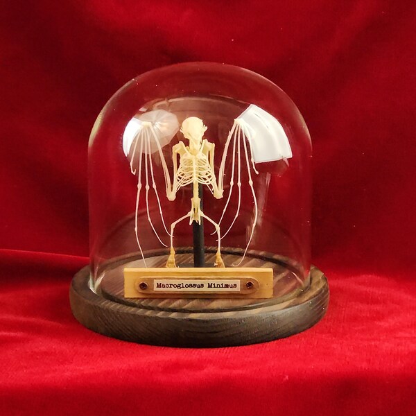 Last One: Real Bat Skeleton on Display Post  - in a vintage-style glass dome display.   Macroglossus Minimus (Nectar Bat) with name plate