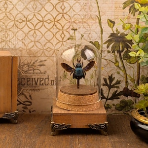 Blue Carpenter Bee Specimen – Glass Dome Natural History Display