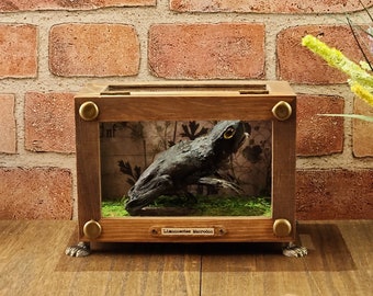 Giant Mummified Frog--a vintage-style display of an extra large amphibian, retro look or museum-style look for home decor, real glass & wood