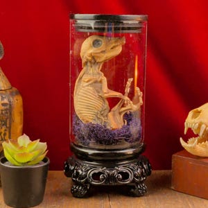 Large Preserved Fetal Pig Taxidermy: Victorian Glass Canister, Spooky Oddities Decor