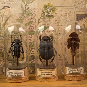 May include: Three glass cloches with cork bases, each containing a preserved insect specimen on a small stand. The labels read Thysia wallichii (Longhorn Beetle), Heliocopris (Dung Beetle), and Trilobite Beetle (P. Ruficollis) respectively.