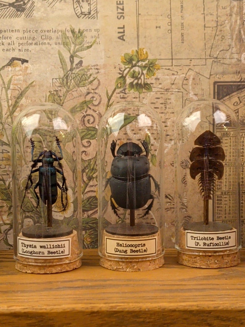 May include: Three glass cloches with cork bases, each containing a preserved insect specimen on a small stand. The labels read Thysia wallichii (Longhorn Beetle), Heliocopris (Dung Beetle), and Trilobite Beetle (P. Ruficollis) respectively.