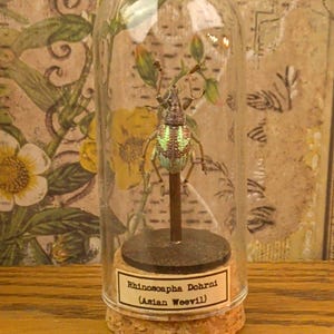 Glass Dome Insect Specimen Display, Cork Base, Wood Accents, Entomology Decor Specimen E