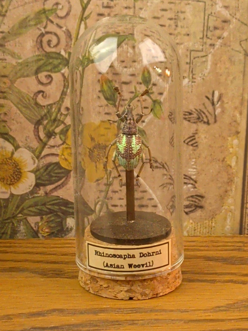 Glass Dome Insect Specimen Display, Cork Base, Wood Accents, Entomology Decor Specimen E