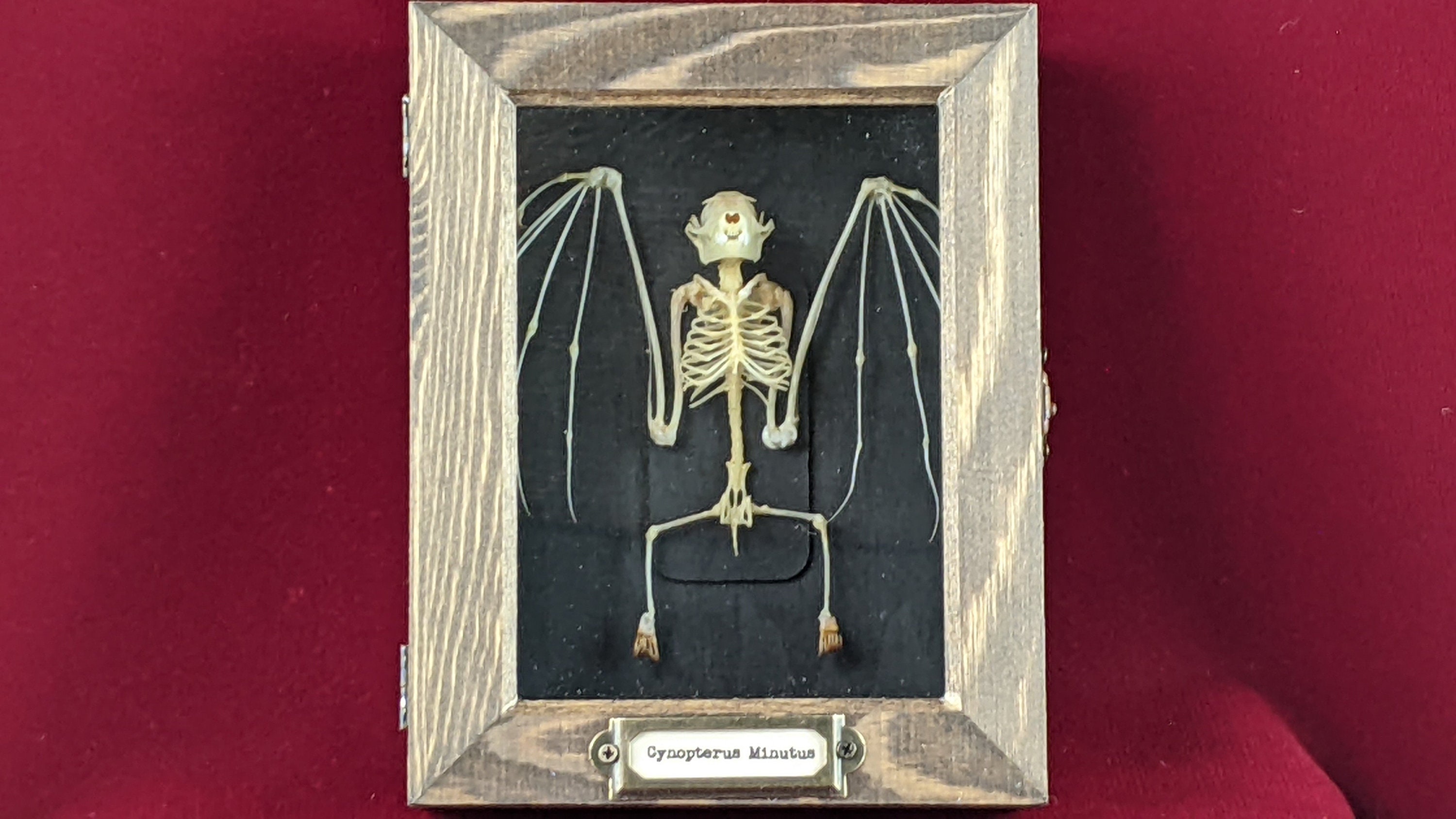 Taxidermy Real Fruit Bat Skeleton Rousettus Leschenaulti Framed Shadowbox Display Collectible Taxidermy Real Fruit Bat Skeleton Rousettus Leschenaulti Framed Shadowbox Display Collectible