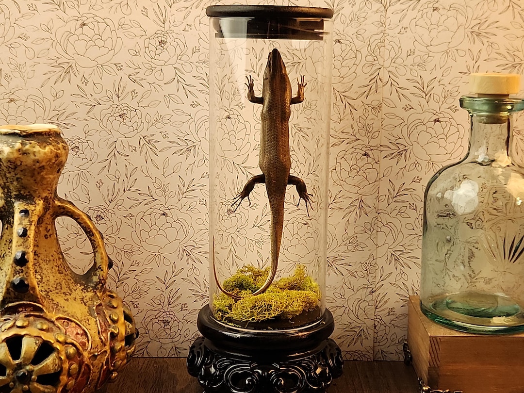 Golden Skink Lizard, Mummified Lizard in a Glass Display, Natural ...