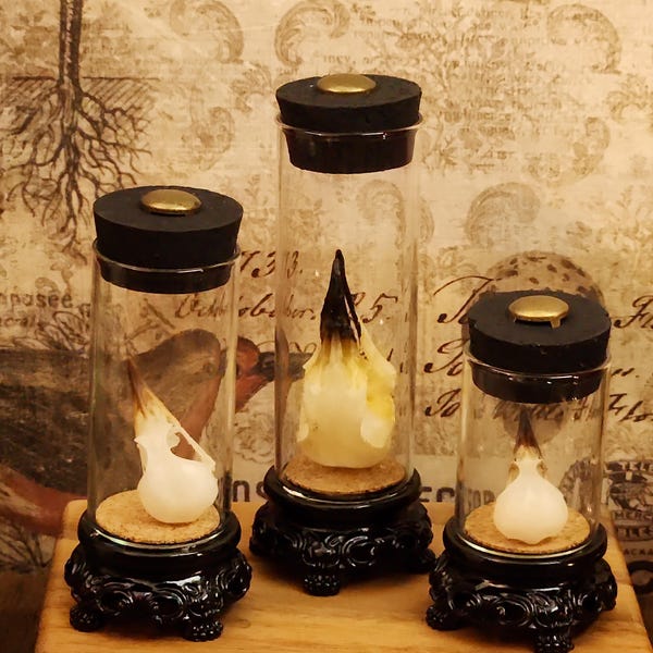 Victorian Bird Skull Display: Retro Curiosity Decor
