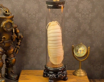 May include: A cream-colored, segmented isopod specimen displayed inside a tall, cylindrical glass cloche. The cloche features a black, ornate base with claw-like feet and a matching black lid, standing upright on a wooden surface.