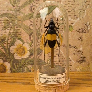 Glass Dome Insect Specimen Display, Cork Base, Wood Accents, Entomology Decor Specimen D