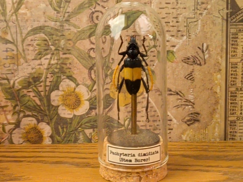 Glass Dome Insect Specimen Display, Cork Base, Wood Accents, Entomology Decor Specimen D