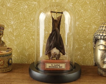 Real Taxidermy Bat Hanging in a Glass Dome -  a vintage-style display of a  bat with name plate and hook, curiosity, oddity, weird