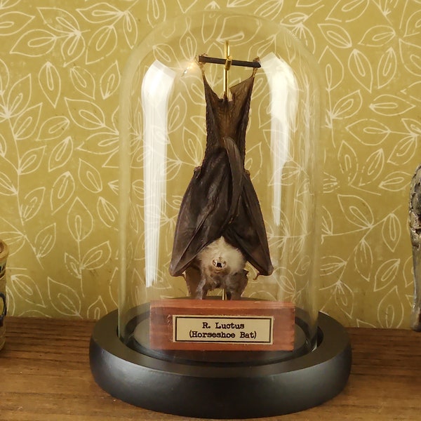 Real Taxidermy Bat Hanging in a Glass Dome -  a vintage-style display of a  bat with name plate and hook, curiosity, oddity, weird