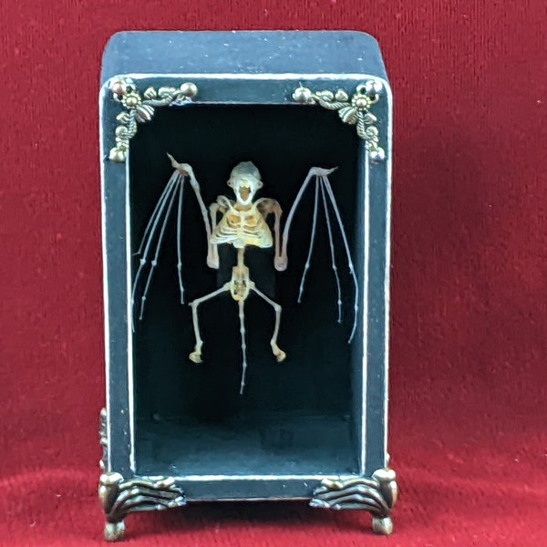 Real Bat Skeleton Display--a wee bat skeleton for a small space