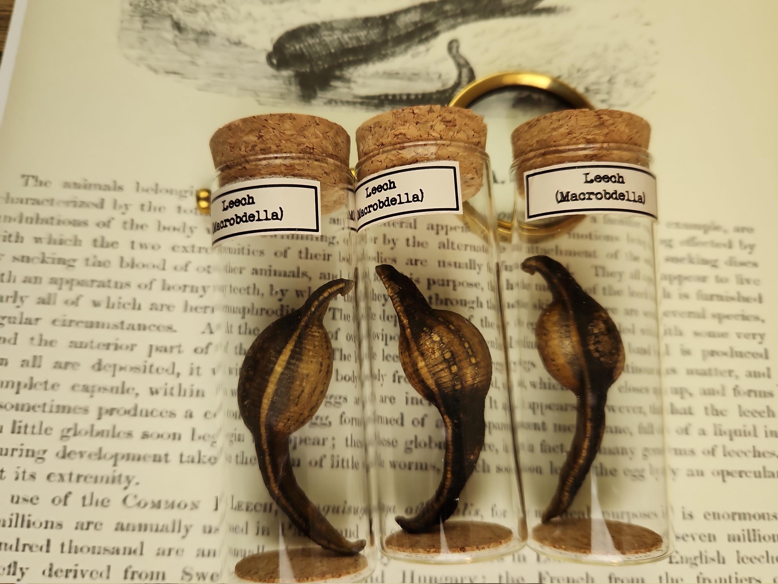 Dried Leech Specimen: Bloated Mummified Leech in Glass Tube - Etsy