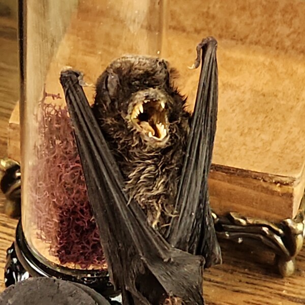 Dried Natural History Specimen of a bat-- for a Cabinet of Curiosities,  a gothic-style oddity,  taxidermy, curiosity