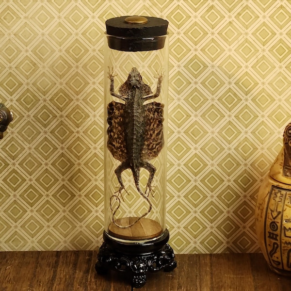 Dried Flying Lizard in Victorian Glass Tube | Oddities Decor