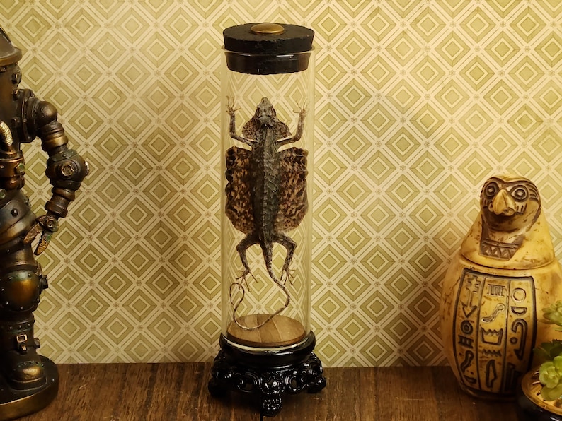 Dried Flying Lizard or Gecko in Victorian Glass Display Tube | Real Reptile Specimen | Curiosity Cabinet Decor | Oddities Display