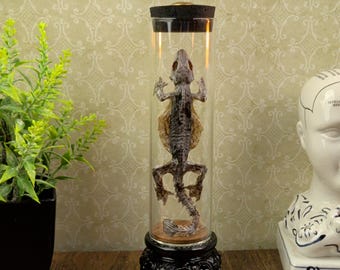Dried Flying Gekko / Lizard in Victorian Glass Tube | Oddities Decor