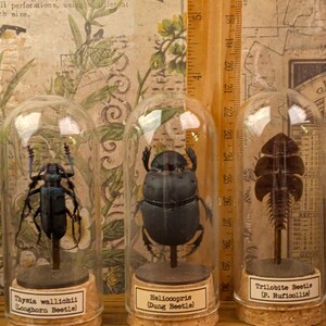 May include: Three glass cloches with cork bases containing insect specimens. The left cloche holds a blue Thysia wallichii longhorn beetle. The center cloche holds a black Heliocopris dung beetle. The right cloche holds a brown Trilobite beetle.