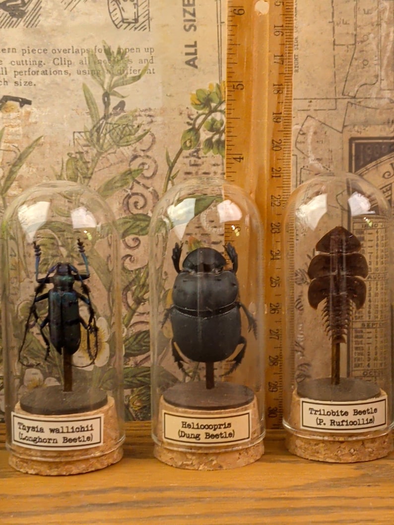 May include: Three glass cloches with cork bases containing insect specimens. The left cloche holds a blue Thysia wallichii longhorn beetle. The center cloche holds a black Heliocopris dung beetle. The right cloche holds a brown Trilobite beetle.