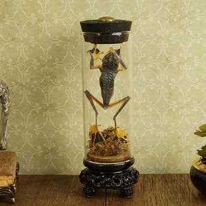 Mummified Frog Display in Gothic-style Glass Canister, Oddity Collectible, Gothic Decor, Victorian Style Display