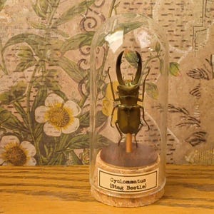 Glass Dome Insect Specimen Display, Cork Base, Wood Accents, Entomology Decor Specimen A