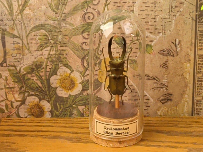 Glass Dome Insect Specimen Display, Cork Base, Wood Accents, Entomology Decor Specimen A