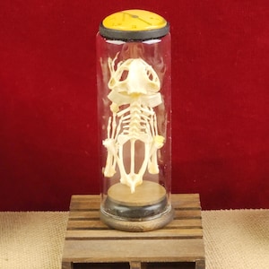 Real Frog Skeleton in Retro Glass Display: Victorian Oddity Decor