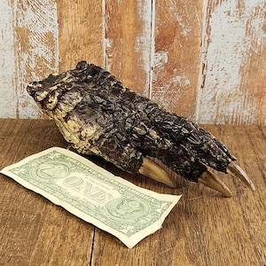 Giant Alligator Foot –  A Unique Natural Specimen for Collectors, Curiosity Cabinets, Rustic Decor, and Wildlife Enthusiasts