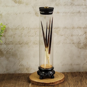 May include: A clear glass display jar with a black lid and base, containing several quills. The jar sits on a wooden coaster and a decorative black stand. The quills are brown and white.