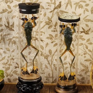 Mummified Frog Display: Gothic Victorian Oddity Collectible
