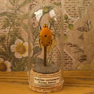 Glass Dome Insect Specimen Display, Cork Base, Wood Accents, Entomology Decor Specimen B