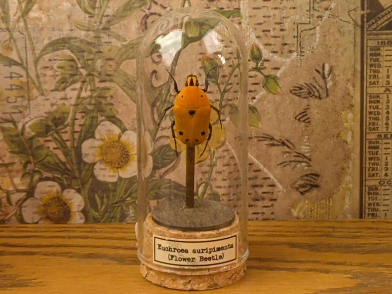 Glass Dome Insect Specimen Display, Cork Base, Wood Accents, Entomology Decor Specimen B