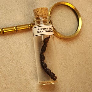 May include: A small glass vial with a cork stopper containing a dark scorpion tail. The vial has a label that reads "Scorpion Tail (Heterometrus)". A gold-colored magnifying glass rests beside the vial, with the handle pointing towards the left.