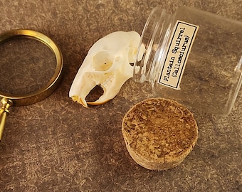 Plantain Squirrel Skull in Glass Jar: Cabinet of Curiosities Oddity