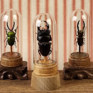 Steampunk-style Glass Dome with Mounted Insects – Unique Decor for Collectors, Victorian Curiosities, and Eclectic Home Accents, oddity