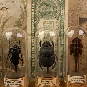May include: Three insect specimens preserved in glass domes with cork bases. From left to right: a blue longhorn beetle labeled Thysia wallichii, a black dung beetle labeled Heliocopris, and a brown trilobite beetle labeled P. Ruficollis.
