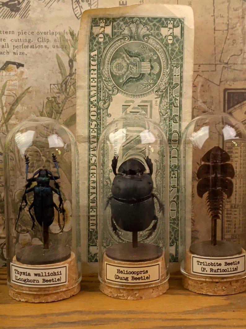 May include: Three insect specimens preserved in glass domes with cork bases. From left to right: a blue longhorn beetle labeled Thysia wallichii, a black dung beetle labeled Heliocopris, and a brown trilobite beetle labeled P. Ruficollis.