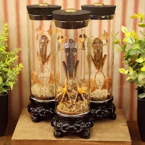 Gothic-style Mummified Frog Display in Glass Canister, Oddity Collectible, Gothic Decor, Victorian Style Display