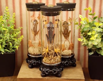 Gothic-style Mummified Frog Display in Glass Canister, Oddity Collectible, Gothic Decor, Victorian Style Display