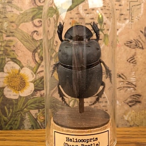 May include: A black Heliocopris dung beetle specimen mounted on a small wooden post inside a clear glass dome cloche. The base is made of cork and features a white rectangular label with the black printed text Heliocopris (Dung Beetle).