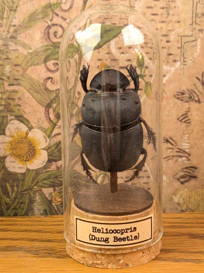 May include: A black Heliocopris dung beetle specimen mounted on a small wooden post inside a clear glass dome cloche. The base is made of cork and features a white rectangular label with the black printed text Heliocopris (Dung Beetle).