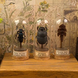May include: Three glass cloches on cork bases containing preserved insect specimens. The left cloche holds a blue-black Thysia wallichii longhorn beetle. The center cloche contains a black Heliocopris dung beetle. The right cloche displays a brown Trilobite beetle.