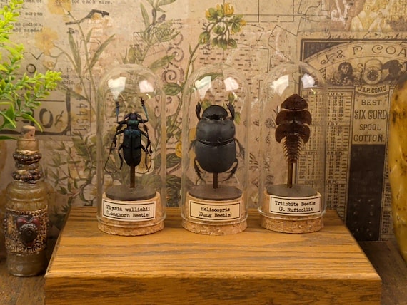 Glass Dome Insect Specimen Display, Cork Base, Wood Accents, Entomology Decor
