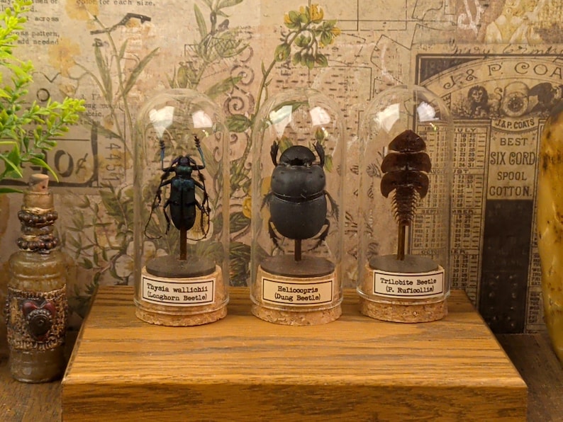 May include: Three glass cloches on cork bases containing preserved insect specimens. The left cloche holds a blue-black Thysia wallichii longhorn beetle. The center cloche contains a black Heliocopris dung beetle. The right cloche displays a brown Trilobite beetle.