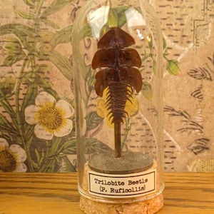 May include: A brown trilobite beetle specimen mounted on a thin stem inside a clear glass dome with a cork base. A white label on the front of the cork base features the black printed text: Trilobite Beetle (P. Ruficollis).