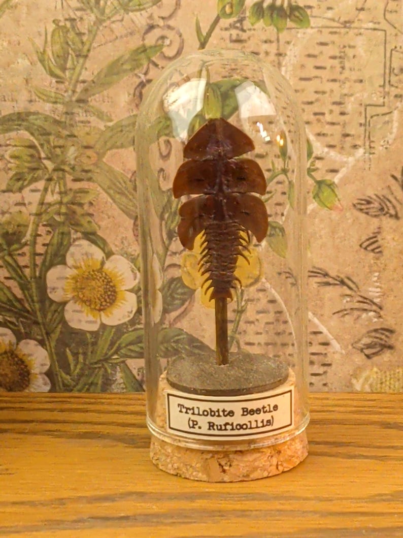 May include: A brown trilobite beetle specimen mounted on a thin stem inside a clear glass dome with a cork base. A white label on the front of the cork base features the black printed text: Trilobite Beetle (P. Ruficollis).
